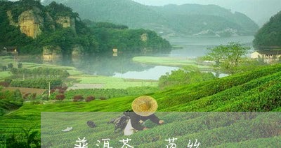 普洱茶 菌丝/2023042825421